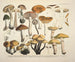 Faithful representations and descriptions of edible, harmful, and suspicious mushrooms Pl73 - J V Krombholz — artwork view
