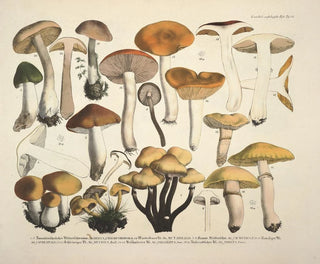 Faithful representations and descriptions of edible, harmful, and suspicious mushrooms Pl73 - J V Krombholz — artwork view