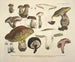 Faithful representations and descriptions of edible, harmful, and suspicious mushrooms Pl74 - J V Krombholz — artwork view