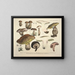 Faithful representations and descriptions of edible, harmful, and suspicious mushrooms Pl74 - J V Krombholz — framed artwork on a wall