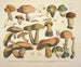 Faithful representations and descriptions of edible, harmful, and suspicious mushrooms Pl75 - J V Krombholz — artwork view