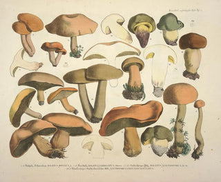 Faithful representations and descriptions of edible, harmful, and suspicious mushrooms Pl75 - J V Krombholz — artwork view