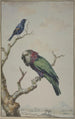 a Parrot with a red fan Deroptyus accipitrinus and a Tawny-shouldered oriole Agelaius humeralis - Jabes Heenck — artwork view