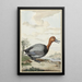 Fuligule milouin - Jabes Heenck — framed artwork on a wall