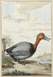 Fuligule milouin - Jabes Heenck — artwork view