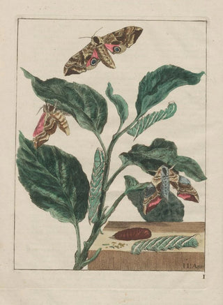 Jacob LAdmiral - Naauwkeurige Waarneemingen van veele gestaltverwisselende gekorvene diertjes Pl01.webp