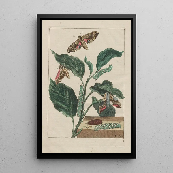 Precise observations of numerous small animals with metamorphoses Pl01 - Jacob L'Admiral — framed artwork on a wall