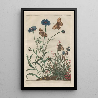 Jacob LAdmiral - Naauwkeurige Waarneemingen van veele gestaltverwisselende gekorvene diertjes Pl05.webp