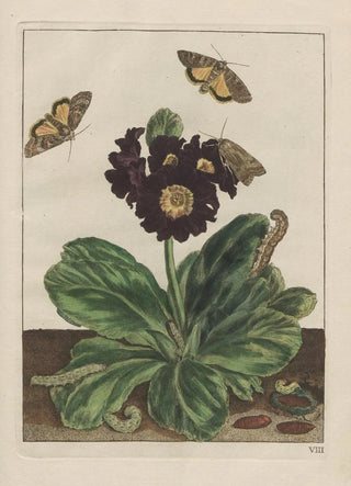 Jacob LAdmiral - Naauwkeurige Waarneemingen van veele gestaltverwisselende gekorvene diertjes Pl08.webp