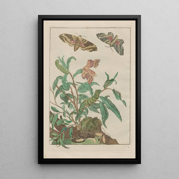 Precise observations of numerous tiny metamorphosed animals Pl10 - Jacob L'Admiral — framed artwork on a wall