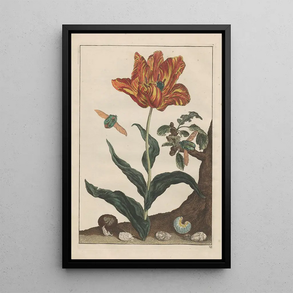Precise observations of numerous metamorphosed small animals Pl12 - Jacob L'Admiral — framed artwork on a wall