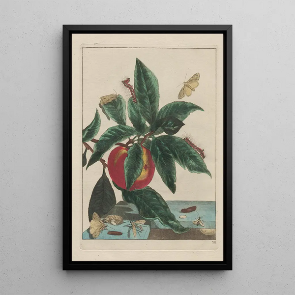 Precise observations of numerous metamorphosed small animals Pl13 - Jacob L'Admiral — framed artwork on a wall