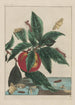 Precise observations of numerous metamorphosed small animals Pl13 - Jacob L'Admiral — artwork view