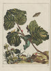 Precise observations of numerous transformed small animals Pl14 - Jacob L'Admiral — artwork view