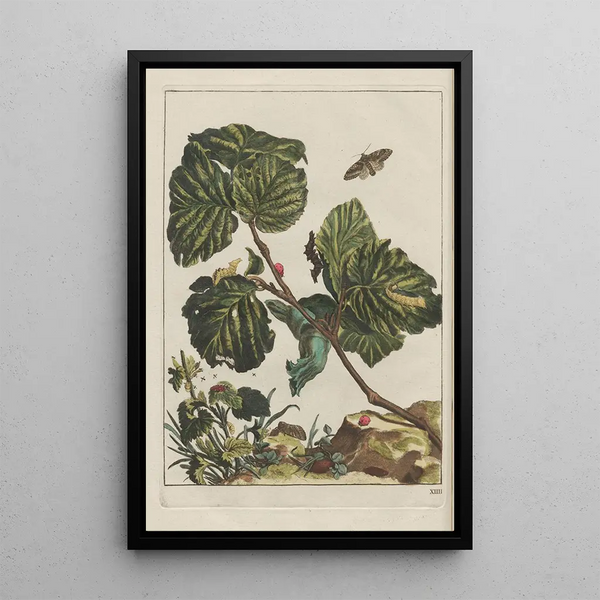 Precise observations of numerous transformed small animals Pl14 - Jacob L'Admiral — framed artwork on a wall