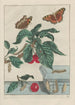 Precise observations of numerous metamorphosed small animals Pl15 - Jacob L'Admiral — artwork view