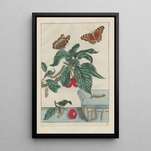 Precise observations of numerous metamorphosed small animals Pl15 - Jacob L'Admiral — framed artwork on a wall