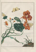 Precise observations of numerous metamorphosed small animals Pl16 - Jacob L'Admiral — artwork view