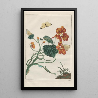 Jacob LAdmiral - Naauwkeurige Waarneemingen van veele gestaltverwisselende gekorvene diertjes Pl16.webp