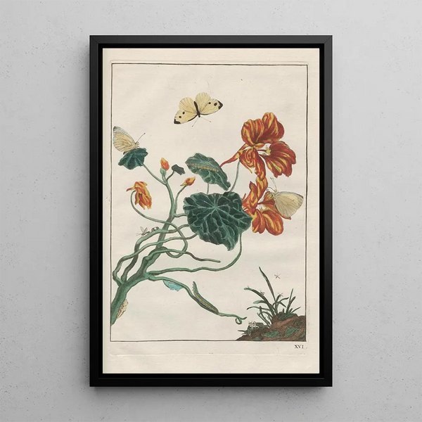 Precise observations of numerous metamorphosed small animals Pl16 - Jacob L'Admiral — framed artwork on a wall
