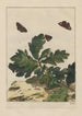 Precise observations of numerous tiny metamorphosed animals Painting Pl17 - Jacob L'Admiral — artwork view