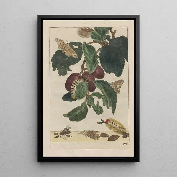 Precise observations of numerous tiny metamorphosed animals Painting Pl18 - Jacob L'Admiral — framed artwork on a wall
