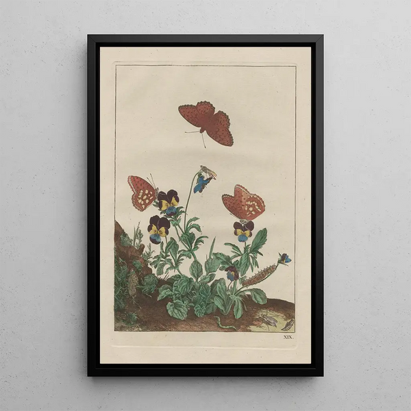 Precise observations of numerous metamorphosed small animals Pl19 - Jacob L'Admiral — framed artwork on a wall