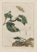 Precise observations of numerous metamorphosed small animals Pl21 - Jacob L'Admiral — artwork view