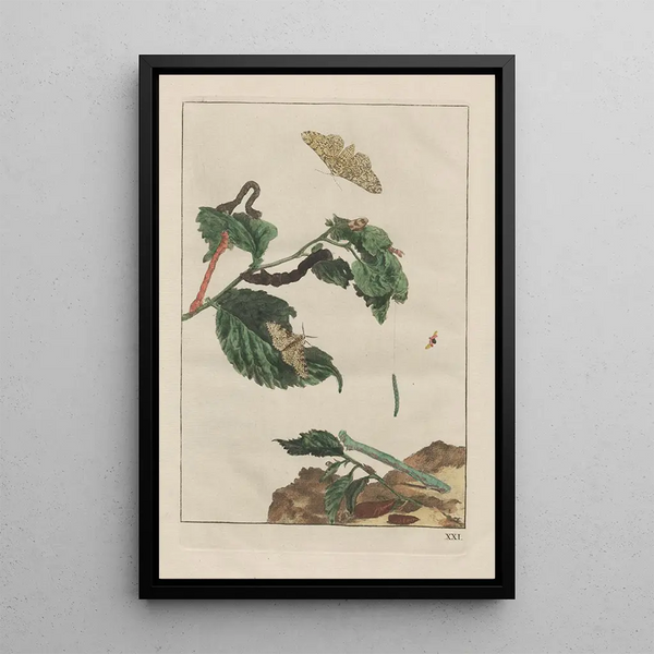 Precise observations of numerous metamorphosed small animals Pl21 - Jacob L'Admiral — framed artwork on a wall