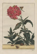 Precise observations of numerous metamorphosed small animals Pl22 - Jacob L'Admiral — artwork view