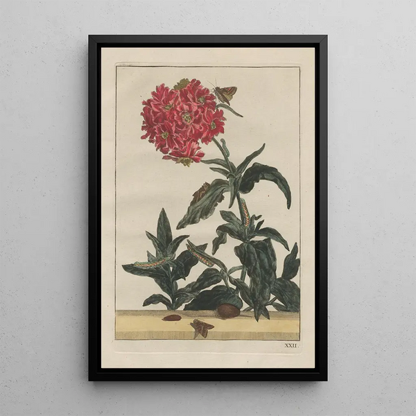 Precise observations of numerous metamorphosed small animals Pl22 - Jacob L'Admiral — framed artwork on a wall