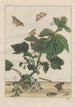 Precise observations of numerous transformed small animals Pl23 - Jacob L'Admiral — artwork view