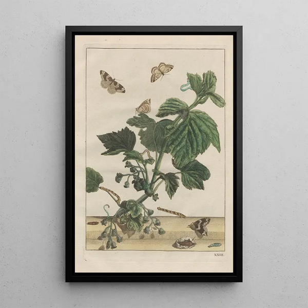 Precise observations of numerous transformed small animals Pl23 - Jacob L'Admiral — framed artwork on a wall
