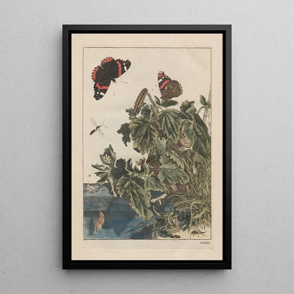 Precise observations of numerous metamorphosed small animals Pl24 - Jacob L'Admiral — framed artwork on a wall