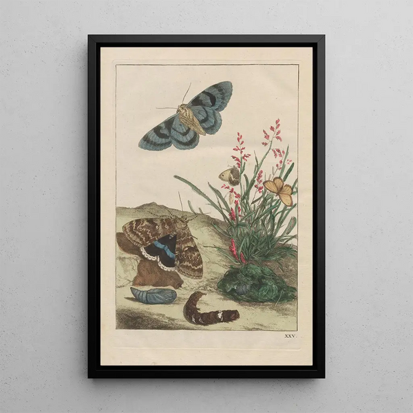 Precise observations of numerous transformed small animals Pl25 - Jacob L'Admiral — framed artwork on a wall