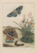 Precise observations of numerous transformed small animals Pl25 - Jacob L'Admiral — artwork view