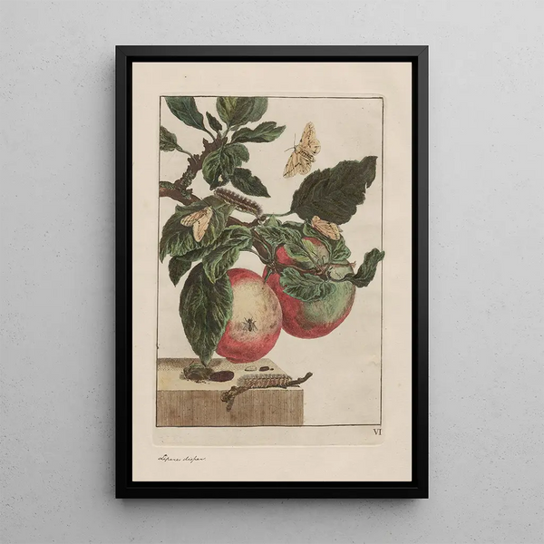Observations précises sur les transformations de nombreux insectes ou petits animaux métamorphosés Pl05 - Jacob L'Admiral — framed artwork on a wall