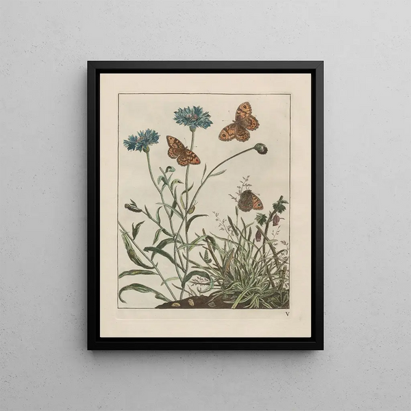 Observations précises sur les changements de nombreux insectes ou animaux à carapace Pl06 - Jacob L'Admiral — framed artwork on a wall