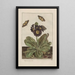 Precise observations on the transformations of numerous metamorphosed insects or small animals Pl09 - Jacob L'Admiral — framed artwork on a wall