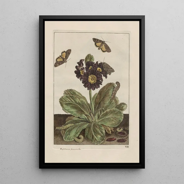 Precise observations on the transformations of numerous metamorphosed insects or small animals Pl09 - Jacob L'Admiral — framed artwork on a wall