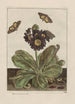 Precise observations on the transformations of numerous metamorphosed insects or small animals Pl09 - Jacob L'Admiral — artwork view