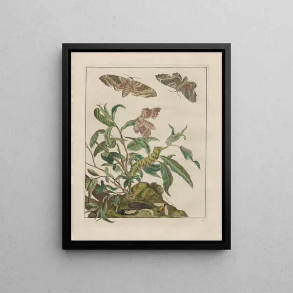 Precise observations on the changes of numerous insects or shelled animals Pl10 - Jacob L'Admiral — framed artwork on a wall