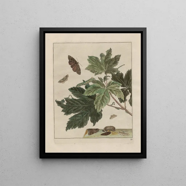Precise observations on changes in numerous insects or shelled animals at Pl11 - Jacob L'Admiral — framed artwork on a wall