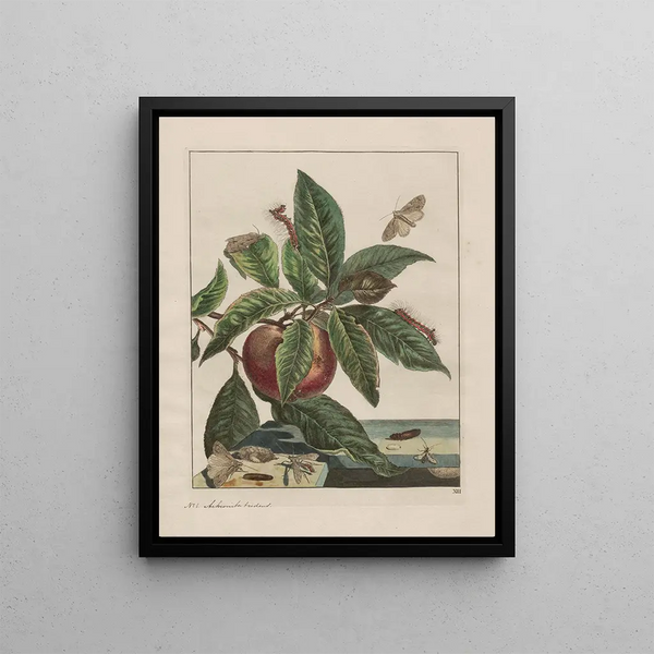 Precise observations on the changes of numerous sculptor insects or animals Pl12 - Jacob L'Admiral — framed artwork on a wall