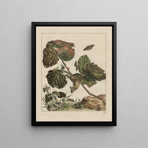 Precise observations on the changes of numerous insects or sculptor animals Painting Pl14 - Jacob L'Admiral — framed artwork on a wall