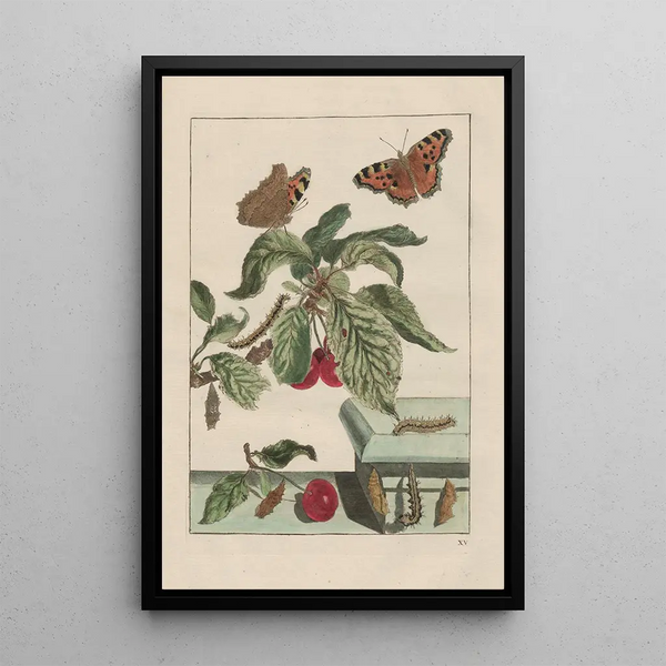 Precise observations on the transformations of numerous metamorphosed insects or small animals Pl15 - Jacob L'Admiral — framed artwork on a wall