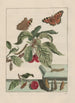 Precise observations on the transformations of numerous metamorphosed insects or small animals Pl15 - Jacob L'Admiral — artwork view