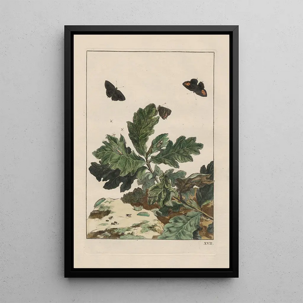Precise observations on the transformations of numerous metamorphosed insects or small animals Pl17 - Jacob L'Admiral — framed artwork on a wall