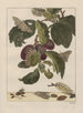 Precise observations on the transformations of numerous metamorphosed insects or small animals Pl18 - Jacob L'Admiral — artwork view
