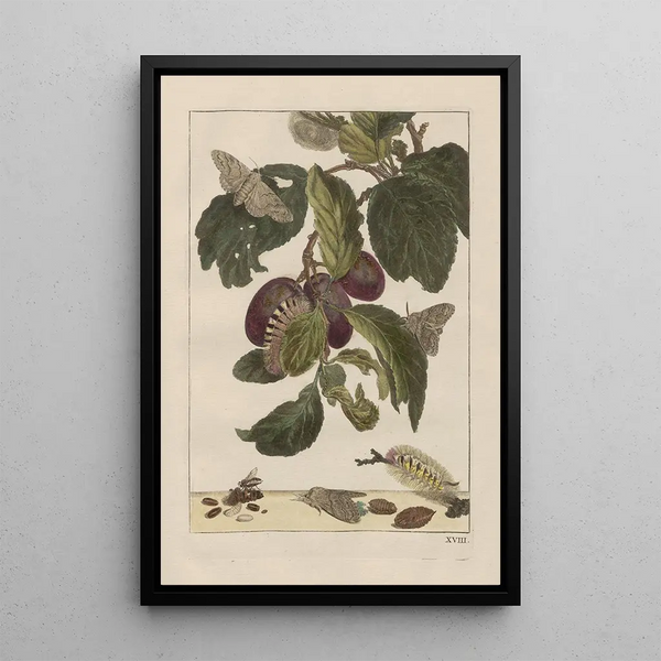 Precise observations on the transformations of numerous metamorphosed insects or small animals Pl18 - Jacob L'Admiral — framed artwork on a wall